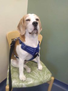 beagle at hilltop vets oxford