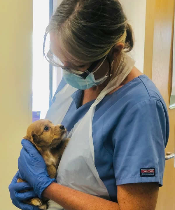 caring nurse at hilltop vets