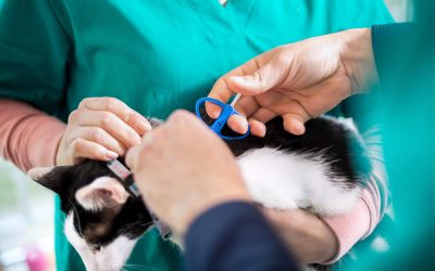 Microchipping Month – great discounts on offer